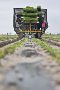 机械化 智能化 从动化——新疆番茄财产成长一线